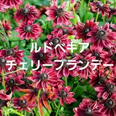 ぴょんぴょん様 リクエスト 2点 まとめ商品