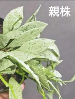 ホヤ ラクノーサ シルバー 厳選美葉 発芽＆発根済み苗 Bのサムネイル