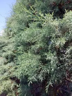 ブルーアイス　コニファー　ヒノキ科常緑樹の枝 青緑色　リース材料　ドライリーフ