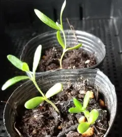 あやかんな様 リクエスト 2点 まとめ商品