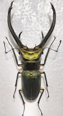 2025年最新】ホソアカクワガタ 標本の人気アイテム - メルカリ