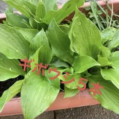 ニッキー様 リクエスト 4点 まとめ商品