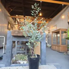 2026年最新】ユーカリウェブステリアの人気アイテム - メルカリ