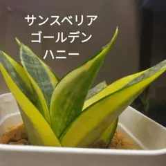 2026年最新】サンスベリアの人気アイテム - メルカリ