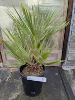 【kou】【現品】チャメロプス・フミリス　7号　黒鉢 (2) 楽天市場】ヤシ チャメロプスの通販