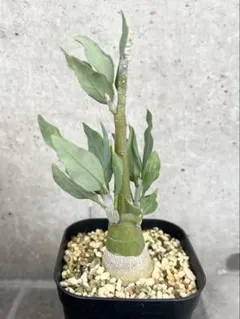 2025年最新】アデニア ペチュエリーの人気アイテム - メルカリ