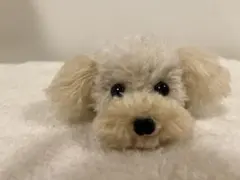 トイプードル編みぐるみ（植毛）犬 【伏せポーズ】淡いアプリコット