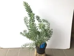 ②幹の太さが違います‼︎ 新潟県棚橋農園さんの5年物極上アカシア・ブルーブッシュ ③幹の太さが違います︎ 新潟県棚橋農園さんの5