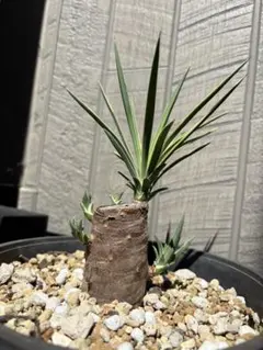 2025年最新】ユッカ アロイフォリア バリエガータの人気アイテム