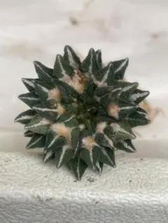 2026年最新】アリオカルプス 姫牡丹の人気アイテム - メルカリ