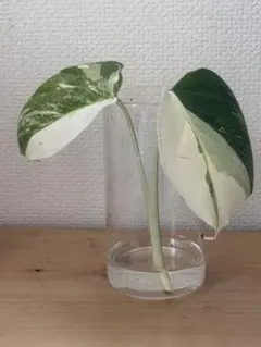 j*8様 斑入りモンステラ極上ホワイトタイガーフルムーン4号鉢植え発根
