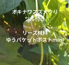 琉球　オキナワスズメウリ　つる付き　ハロウィン　クリスマス　リース材料　飾り