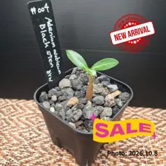 【メル市最終日特価】アデニウム アラビカム ブラックステム №4 個人株 富士砂