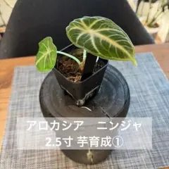 2025年最新】アロカシアの人気アイテム - メルカリ