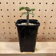 2025年最新】ブルセラの人気アイテム - メルカリ