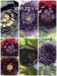 カン クリスマスローズ 斑入り苗 SDソレイユ セルフ カン様専用 クリスマスローズ 斑入り苗 SDソレイユ セルフ