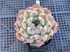 2025年最新】ミックスベリア 円の人気アイテム - メルカリ