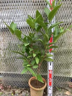 台湾レンブ 天覇王蓮霧 香水巴掌蓮霧（取り木苗） - メルカリ