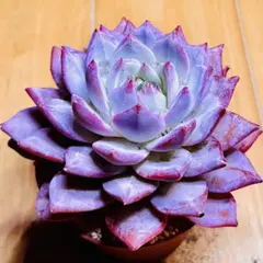 多肉植物 ⭐️ブルーバード☘️韓国苗育成 抜き苗 b112