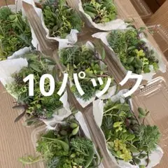多肉植物　カット苗　10パック 希望あれば育て方送ります　セダム セット