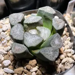 万象錦  美品 2025年最新】万象錦の人気アイテム - メルカリ