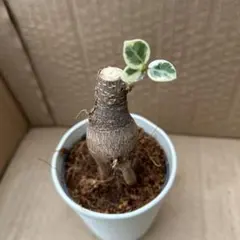 2025年最新】パンダガジュマル 斑入りの人気アイテム - メルカリ