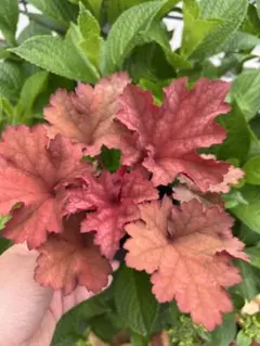 ひ様 リクエスト 2点 まとめ商品