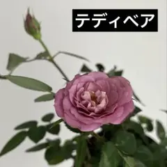 ミニバラ♡テディベア♡3.5号♡ポットごと宅急便コンパクト - メルカリ