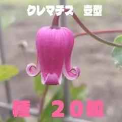 2025年最新】壺咲きクレマチスの人気アイテム - メルカリ