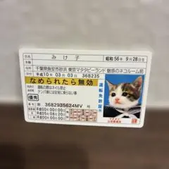 猫の身分証明書　なめ猫　免許証