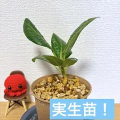 2026年最新】ベンガレンシスの人気アイテム - メルカリ