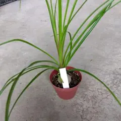 コア様リクエスト トックリラン50個 コア様リクエスト トックリラン50個 コア様トックリラン ノリナ