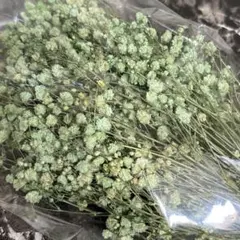 ドライフラワー　かすみ草　650円　1