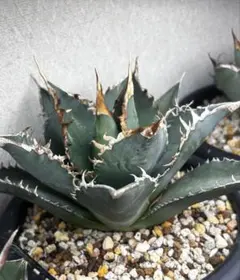 2026年最新】海王 アガベの人気アイテム - メルカリ