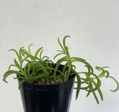 Maaai　自己紹介必読様 リクエスト 2点 まとめ商品