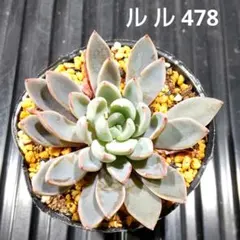 ルル 478 エケベリア 多肉植物 抜き苗