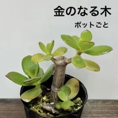 60】金のなる木　ポットごと発送