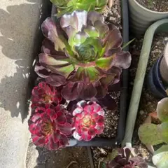 多肉植物。アエオニウム Voodoo紅魔女法師七彩錦抜き苗 - メルカリ