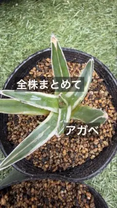 2025年最新】アガベ氷山の人気アイテム - メルカリ