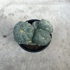 2025年最新】銀冠玉モンストの人気アイテム - メルカリ