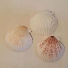 貝殻の詰め合わせ