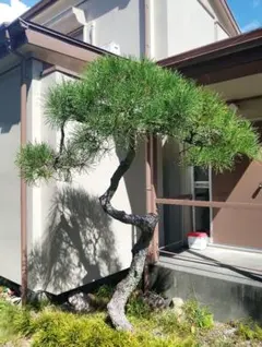 赤松『樹高約200㎝〜』引き取り限定。配達別料金、植込み無料❗️最終