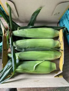 家庭用 小さめとうもろこし 宅急便コンパクト入るだけのサムネイル