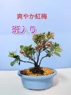 2026年最新】さつき 盆栽の人気アイテム - メルカリ
