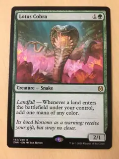 MTG 水蓮のコブラ 英語 1枚