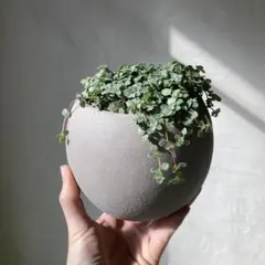ピレア グラウカ 陶器鉢 セット 観葉植物 美品