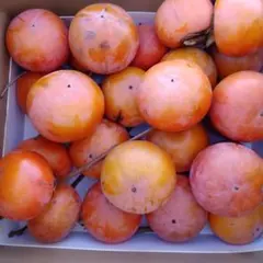 や*ん様 新鮮なオレンジ色の富有柿 ２０個以上として