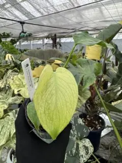 2025年最新】天津蘭の人気アイテム - メルカリ