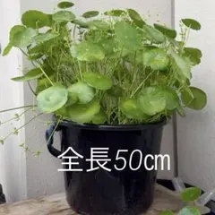 ウォーターマッシュルーム 水草 花満開　ビオトープに。のサムネイル