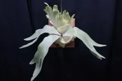 Bifur sp.white 白ビフ E−1 (oc) 真っ白 子株付ビカクシダ - メルカリ